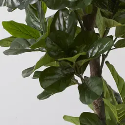 Fiddle Leaf Tree 190cm Decorative Plant
