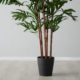 Rhaphis Excelsa 210cm Decorative Plant