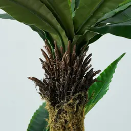 Birds Nest Fern Decorative Plant 120cm