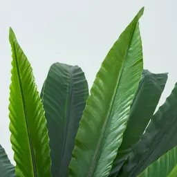 Birds Nest Fern Decorative Plant 120cm