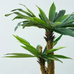 Birds Nest Fern Decorative Plant 120cm
