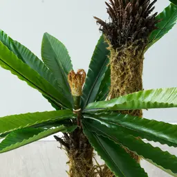 Birds Nest Fern Decorative Plant 120cm