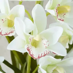 Phalaenopsis Decorative 64cm - With Planter 