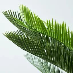 Cycas Decorative Plant 150cm