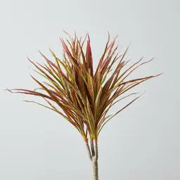 130cm Marginata Red Dracaena Decorative Plant With Pot