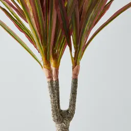 130cm Marginata Red Dracaena Decorative Plant With Pot