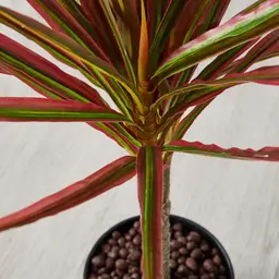 65cm Marginata Red Dracaena Decorative Plant With Pot