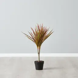 65cm Marginata Red Dracaena Decorative Plant With Pot