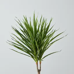 95cm Marginata Green Dracaena Decorative Plant With Pot