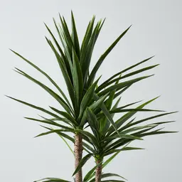 180cm Yucca Decorative Plant with Pot