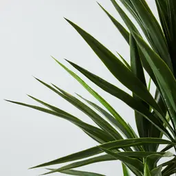 180cm Yucca Decorative Plant with Pot