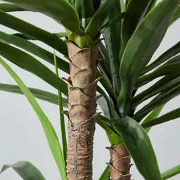 180cm Yucca Decorative Plant with Pot