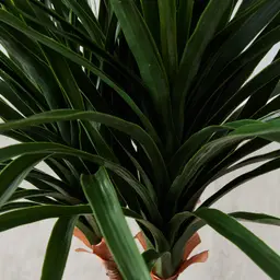 125cm Nolina Recurvata Decorative Plant With Pot