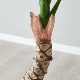 120cm Philodendron Decorative With Plot