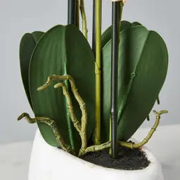 56cm Phalaenopsis Decorative Plant With Pot