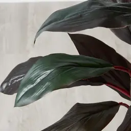 180cm Cordyline Fruticosa II Decorative Plant with Pot