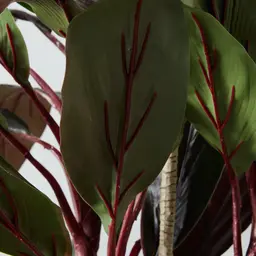 180cm Cordyline Fruticosa II Decorative Plant with Pot